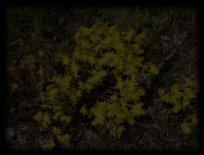 Hintergrundbild gelbe Blüten