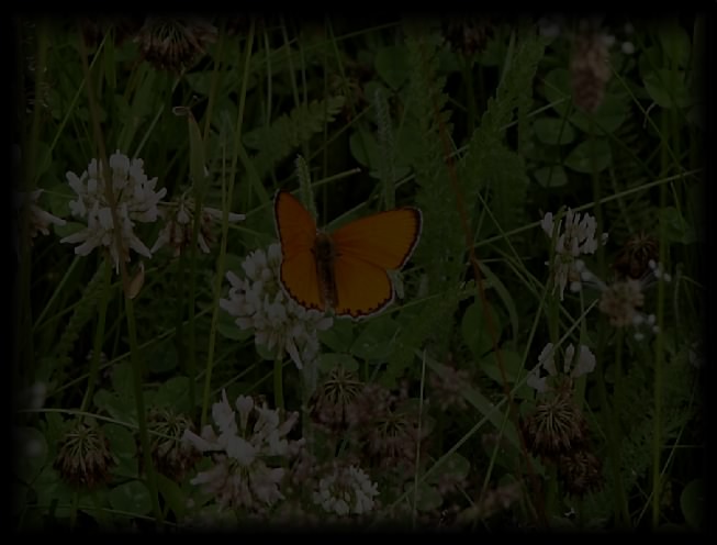 Hintergrundbild Wiese mit Schmetterling